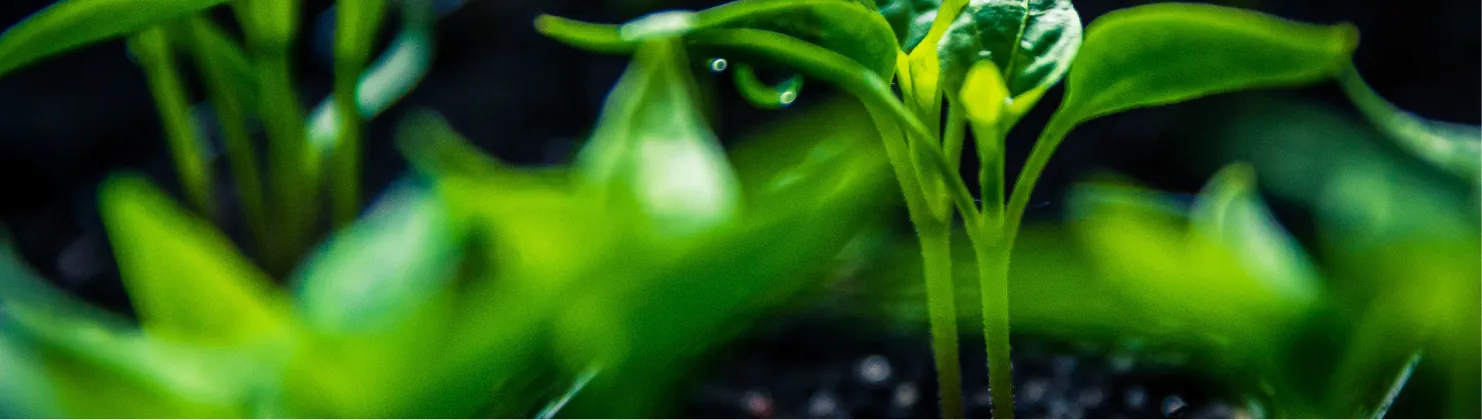 about usage background image 3