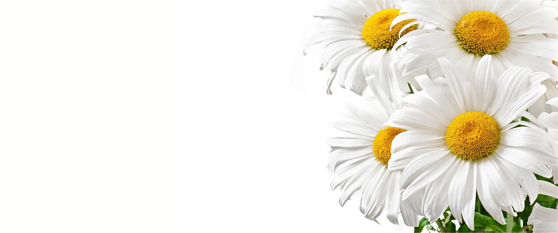 header image 1