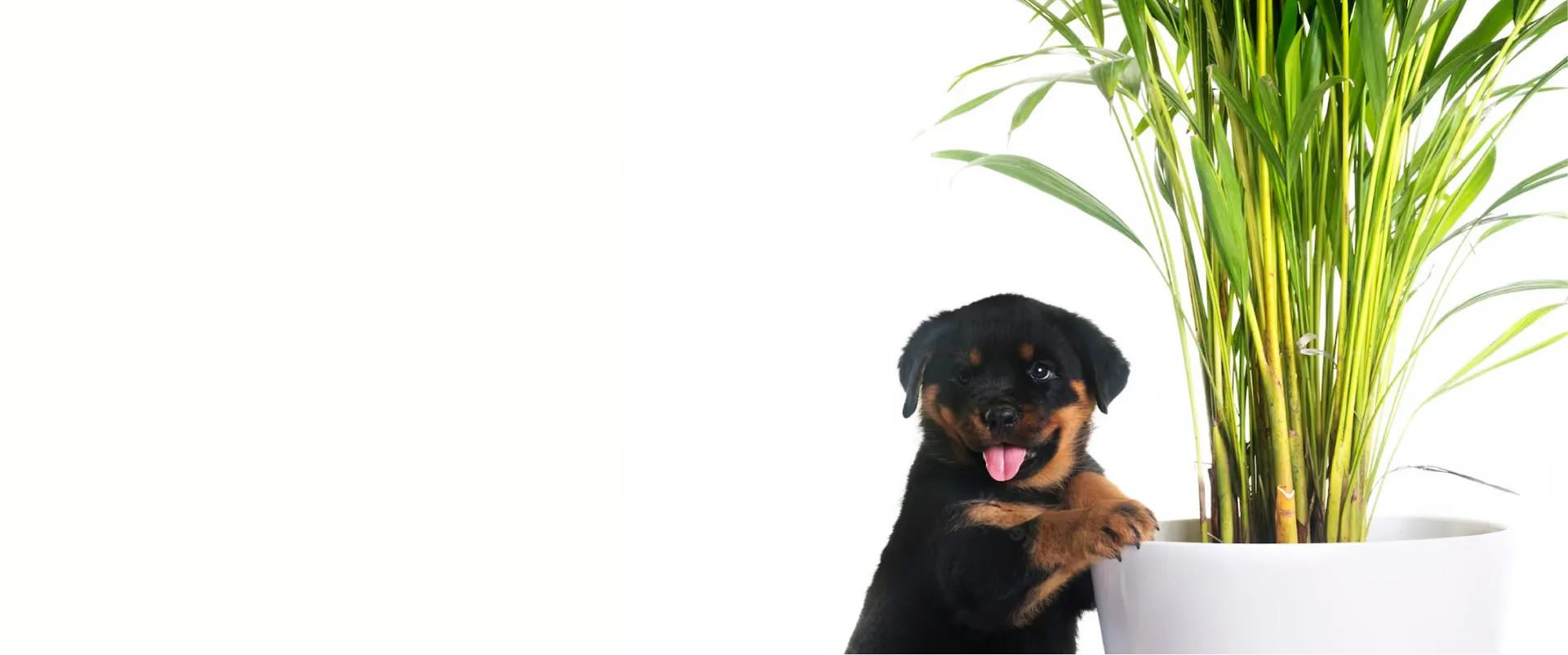 header image 2