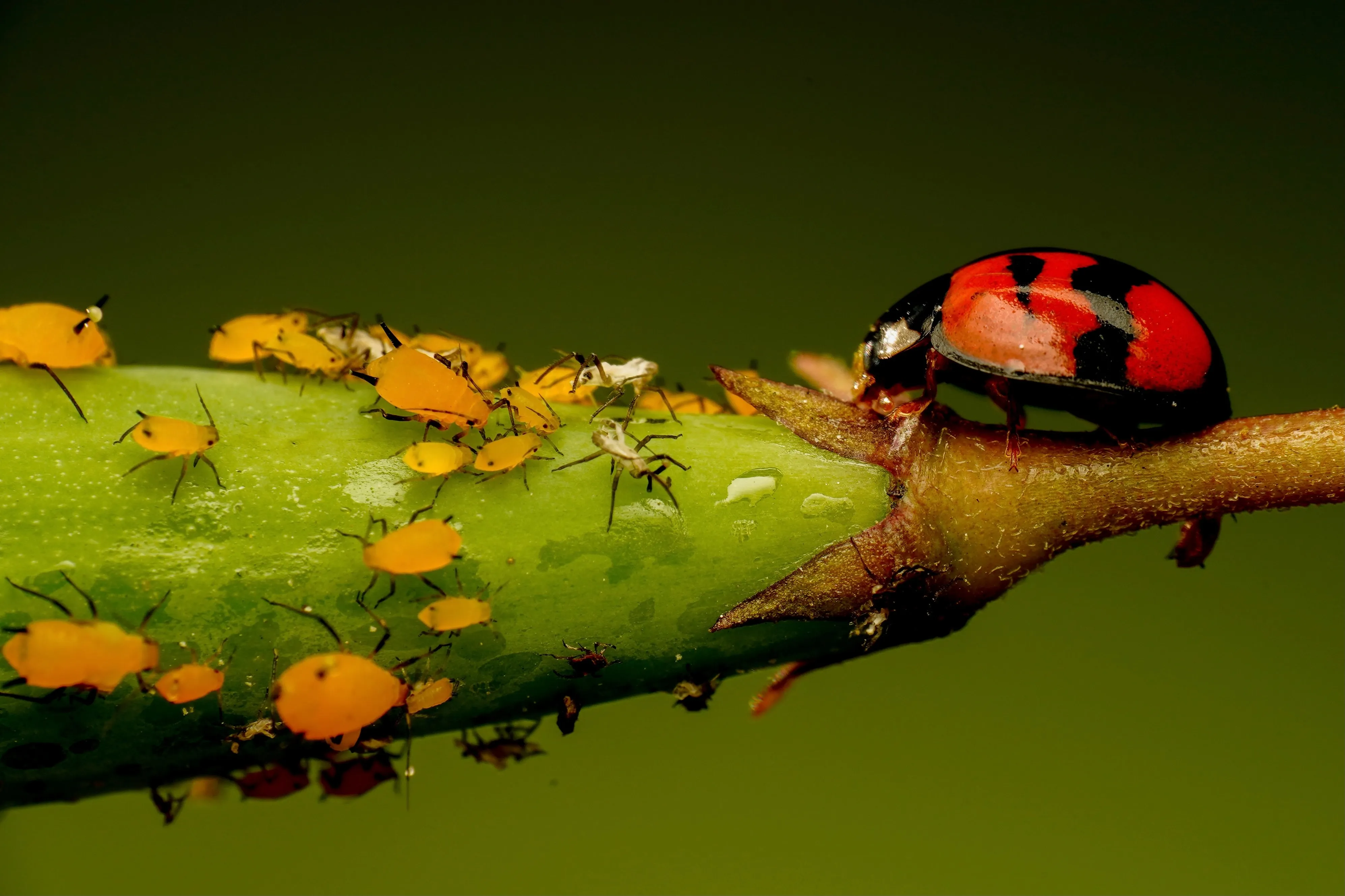 image of ladybug attacking aphids