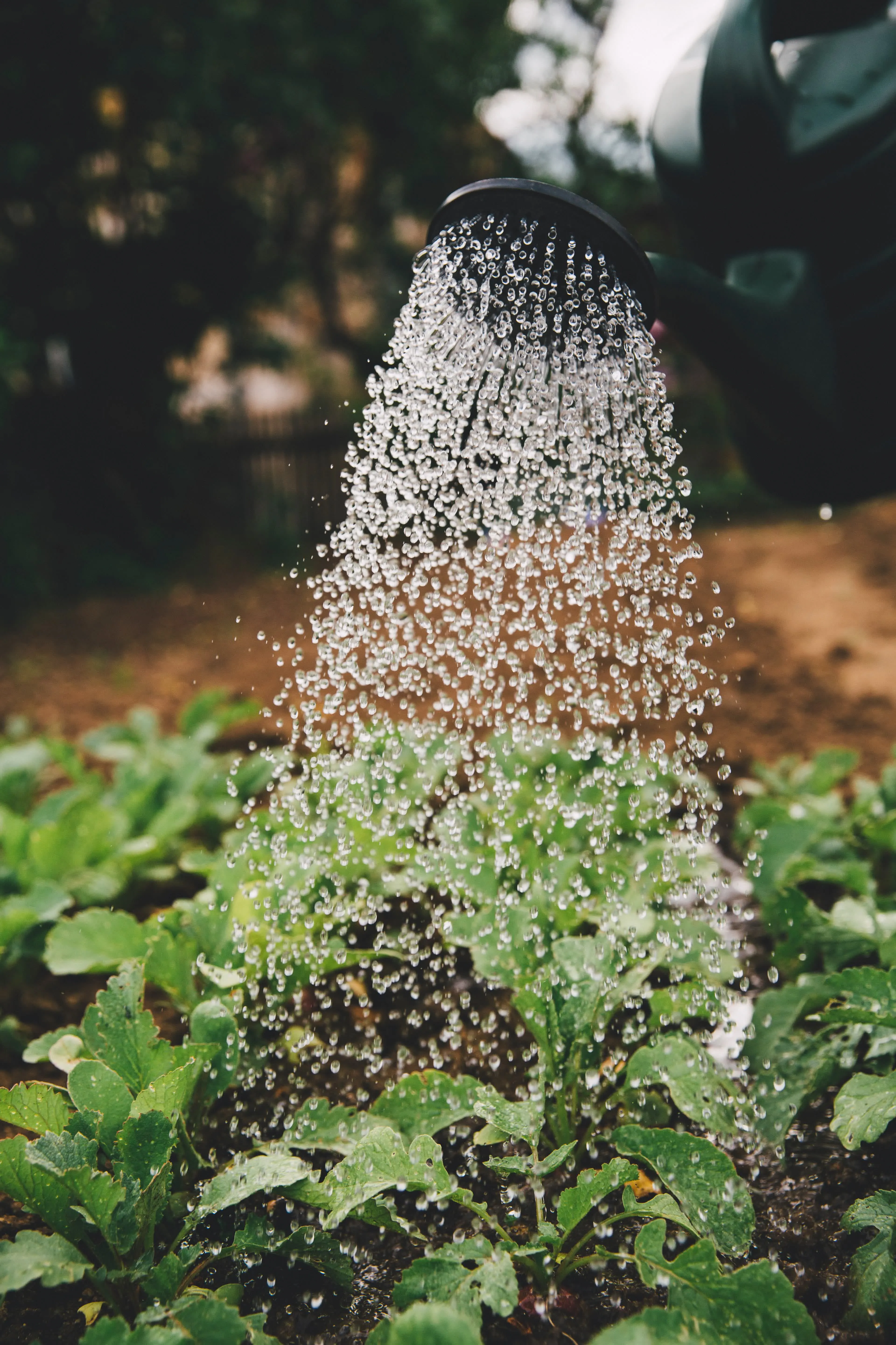 watering can background image